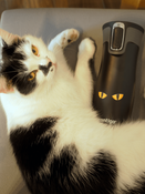 Kubek termiczny Contigo West Loop 2.0 470 ml - Cat Eyes”